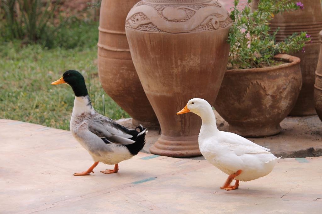Ecolodge Bab El Oued Maroc Oasis Agdz Buitenkant foto