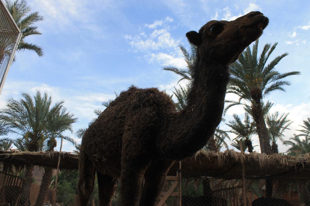 Ecolodge Bab El Oued Maroc Oasis Agdz Buitenkant foto